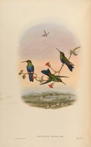 Thalurania jelskii = Thalurania furcata jelskii 作： John Gould
